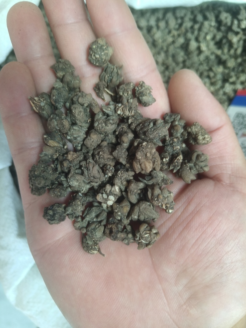 猫爪草产地直供小颗粒中颗粒大颗粒