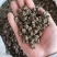 猫爪草产地直供小颗粒中颗粒大颗粒