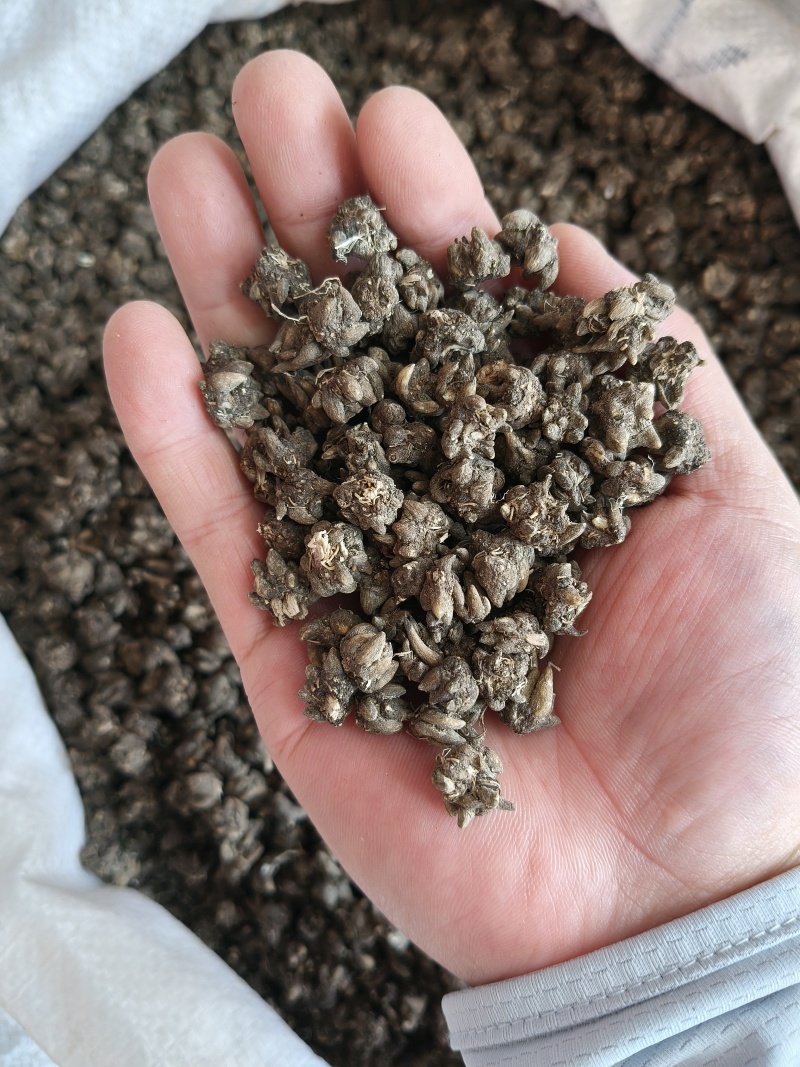 猫爪草产地直供小颗粒中颗粒大颗粒