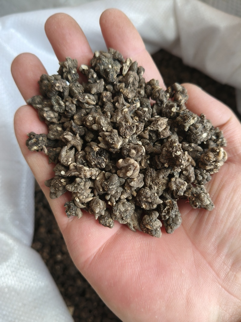 猫爪草产地直供小颗粒中颗粒大颗粒