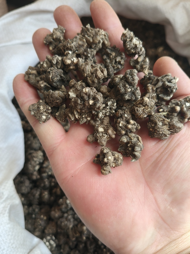 猫爪草产地直供小颗粒中颗粒大颗粒