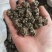 猫爪草产地直供小颗粒中颗粒大颗粒
