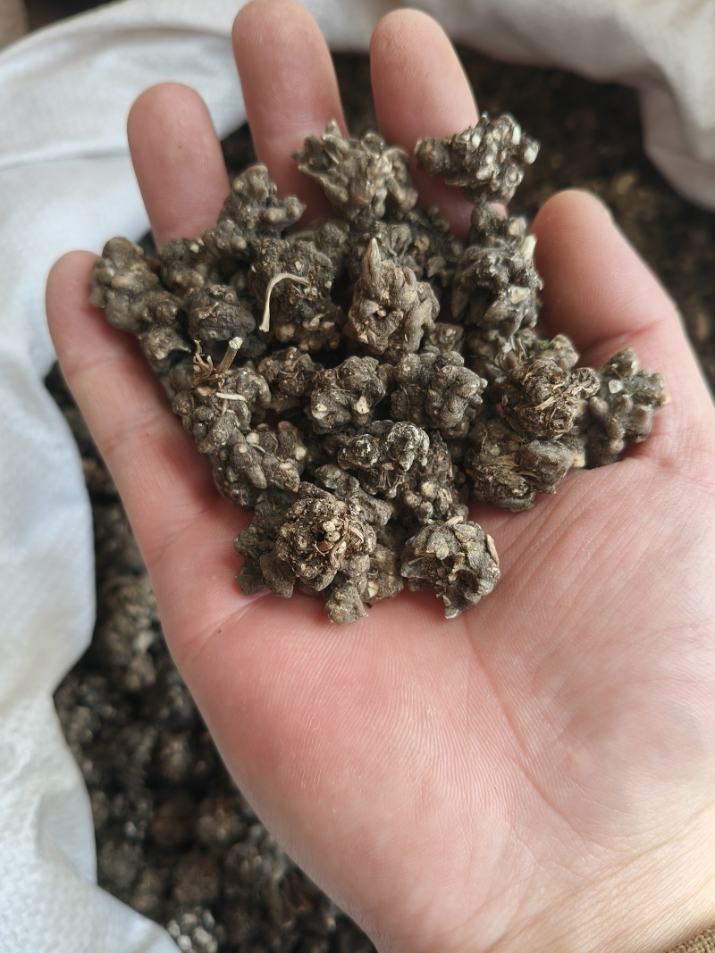 猫爪草产地直供小颗粒中颗粒大颗粒