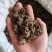 猫爪草产地直供小颗粒中颗粒大颗粒