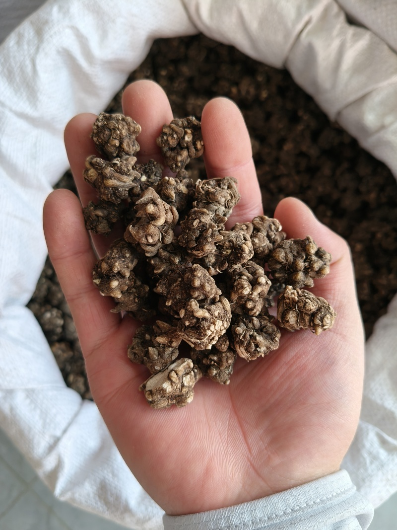 猫爪草产地直供小颗粒中颗粒大颗粒