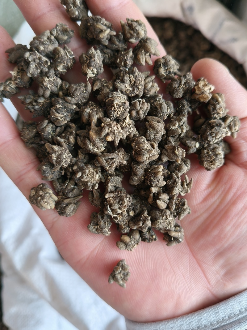 猫爪草产地直供小颗粒中颗粒大颗粒