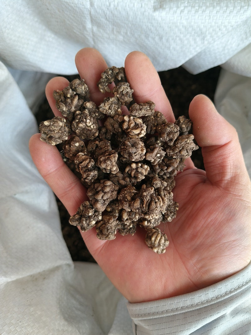猫爪草产地直供小颗粒中颗粒大颗粒