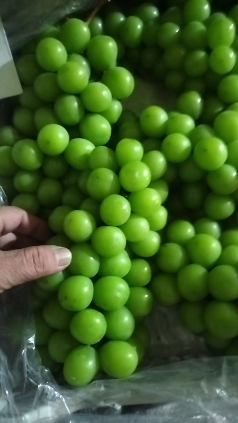 大量有货