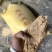 玉米次粉，养殖专用饲料原料。