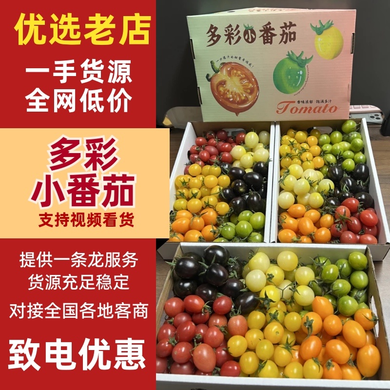山东寿光多彩小番茄产地直发质量保证圣女果欢迎咨询