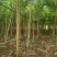 宫粉紫荆绿化苗木自家基地低价处理量大优惠