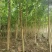 宫粉紫荆绿化苗木自家基地低价处理量大优惠