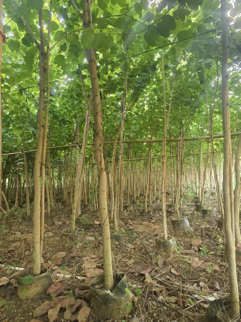 宫粉紫荆绿化苗木自家基地低价处理量大优惠