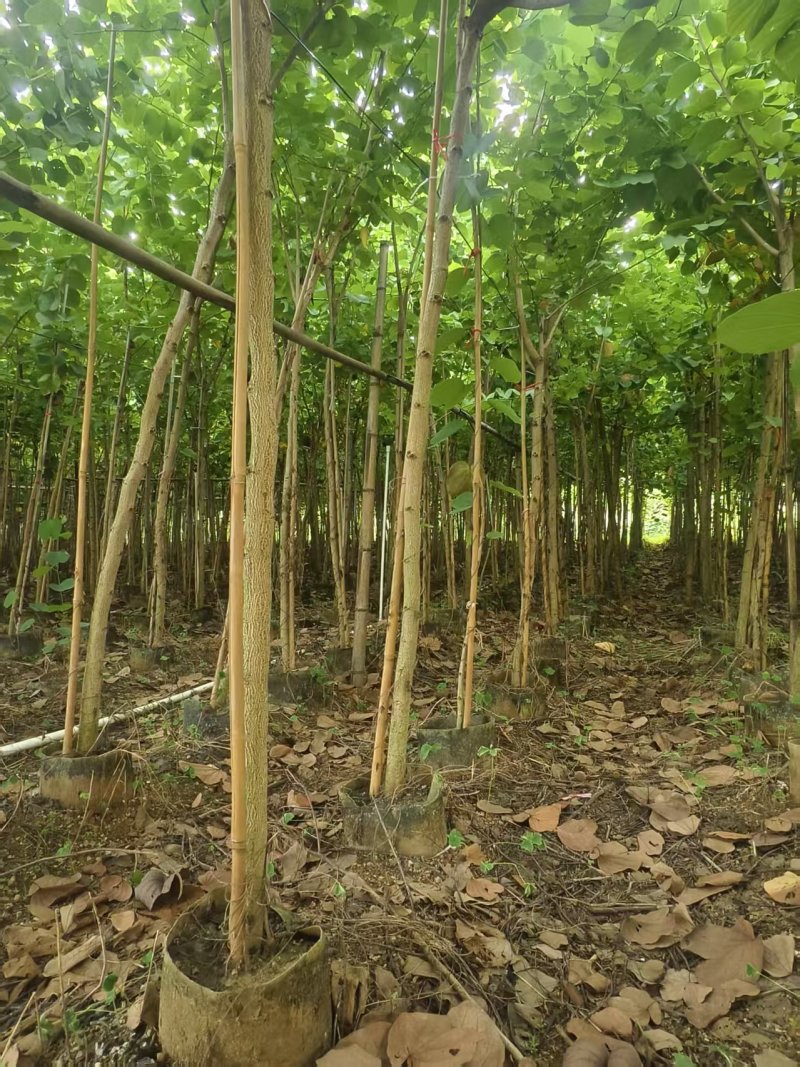 宫粉紫荆绿化苗木自家基地低价处理量大优惠