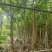 宫粉紫荆绿化苗木自家基地低价处理量大优惠