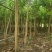 宫粉紫荆绿化苗木自家基地低价处理量大优惠
