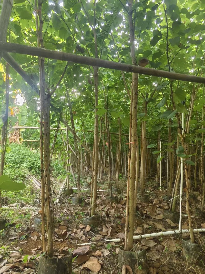 宫粉紫荆绿化苗木自家基地低价处理量大优惠