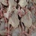 农家散养精品鸽肉全网低价