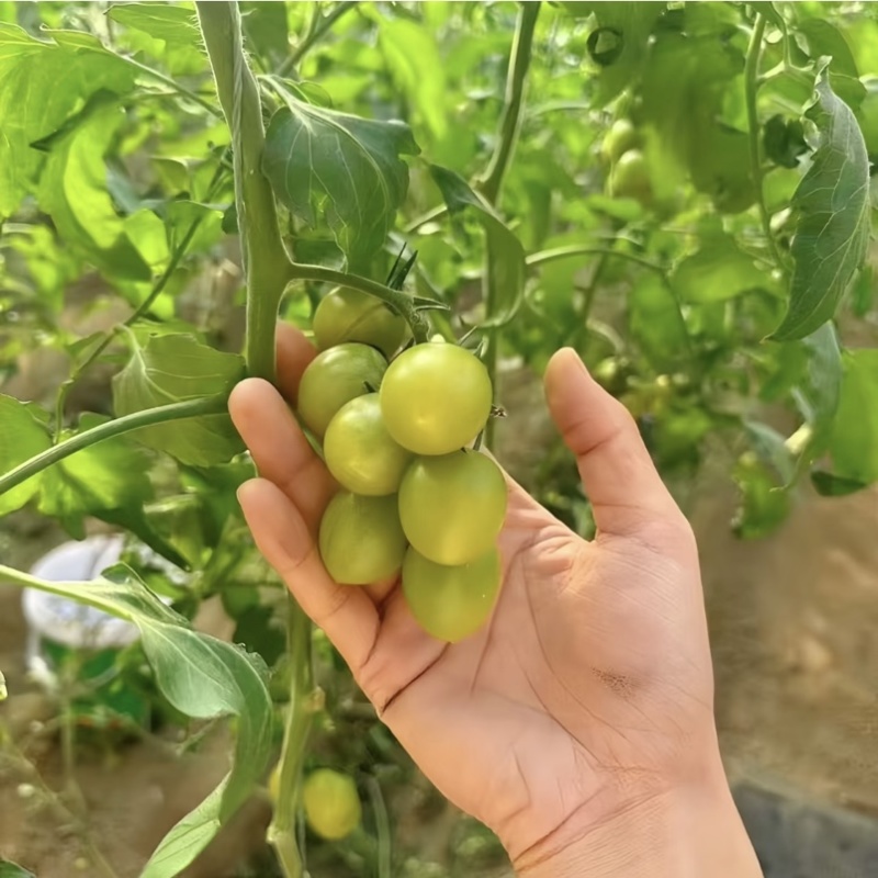 【寿光青甜】圣女果清口蜜质量保证味甜产地直发