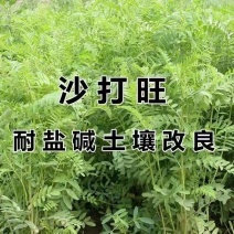 新采集沙打旺种子多年生品种防沙固土护坡耐寒耐旱