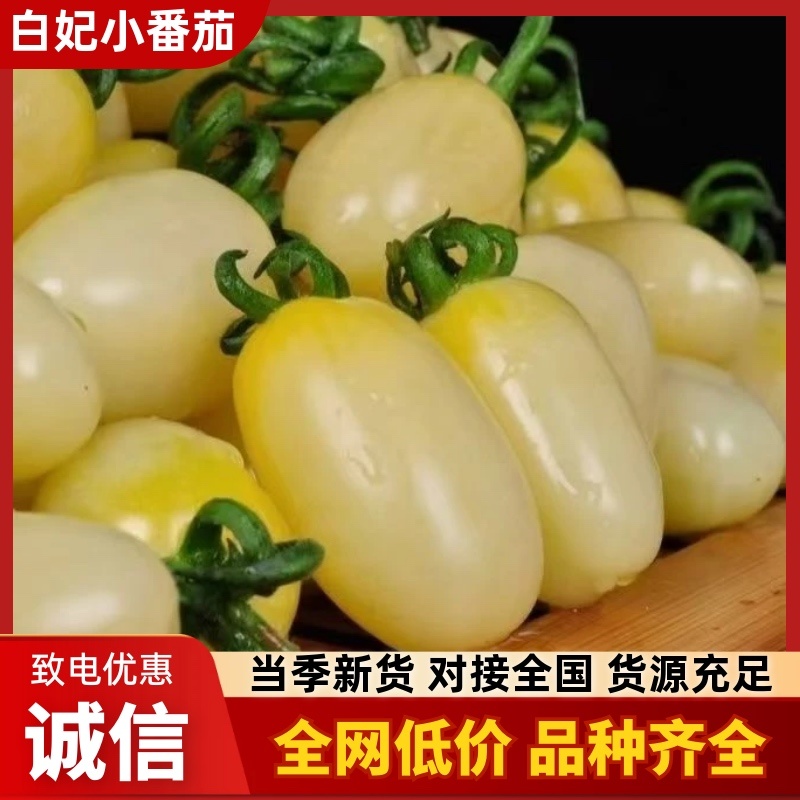 寿光白妃白妃圣女果品质保证产地直发欢迎咨询
