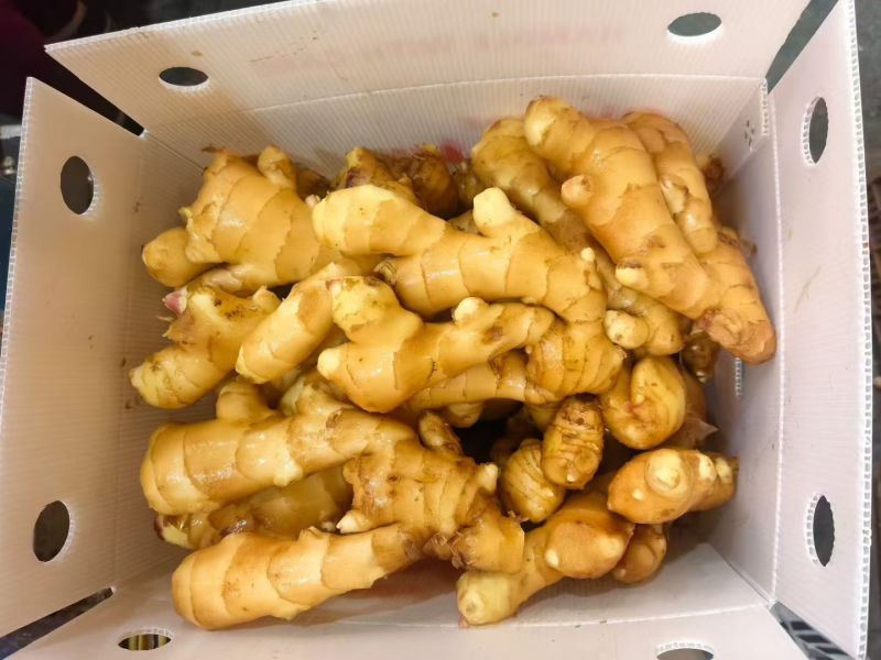 出口品质生姜，国内国外均可以发货