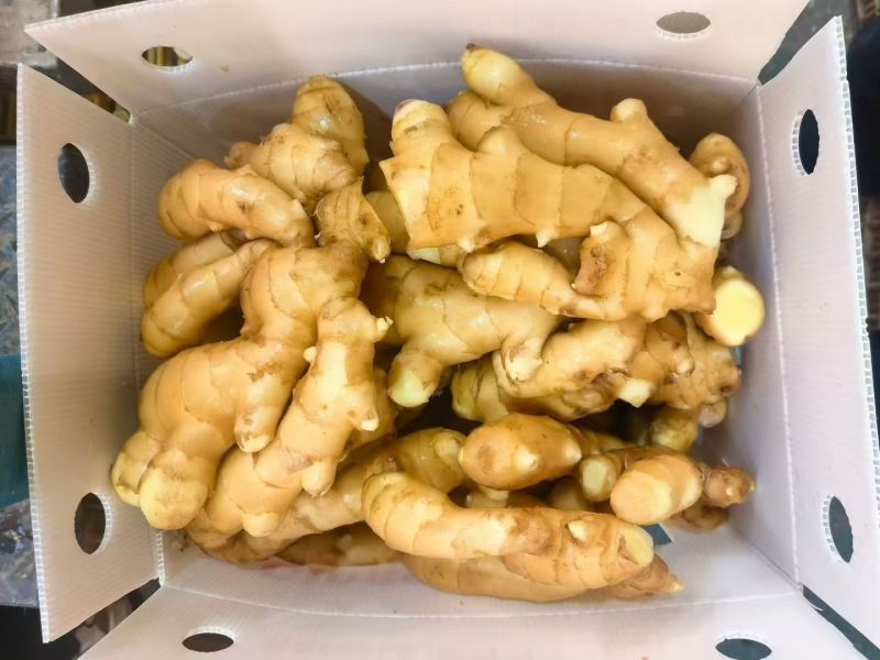 出口品质生姜，国内国外均可以发货
