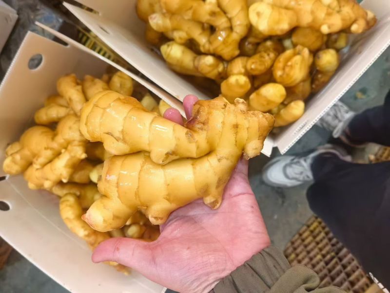 出口品质生姜，国内国外均可以发货