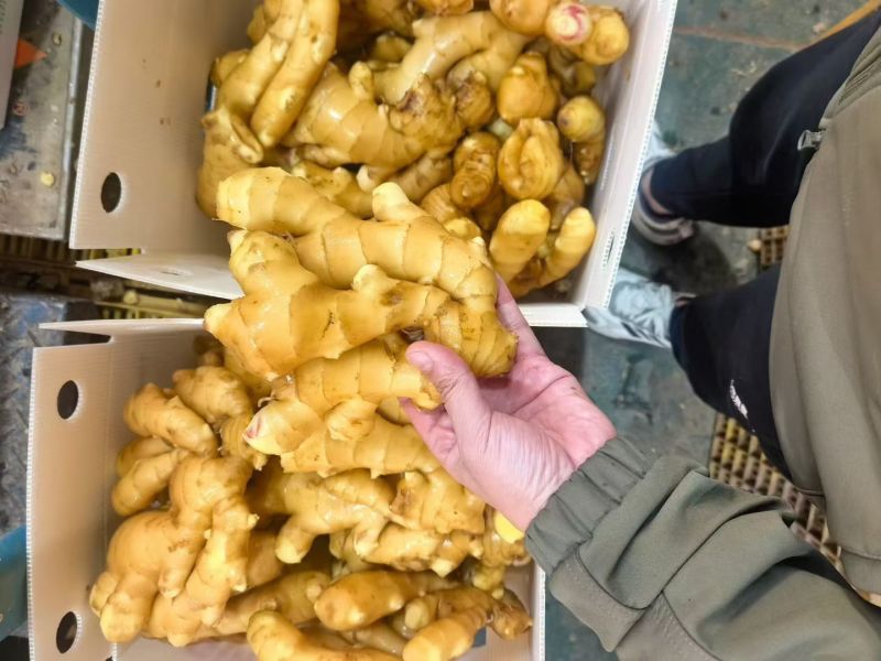 出口品质生姜，国内国外均可以发货