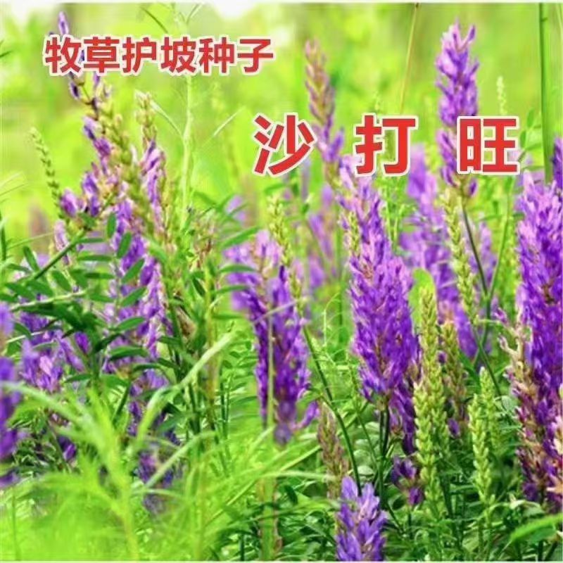 新采集沙打旺种子多年生品种防沙固土护坡耐寒耐旱