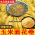 东北纯玉米面新鲜现磨现发10斤批发包邮