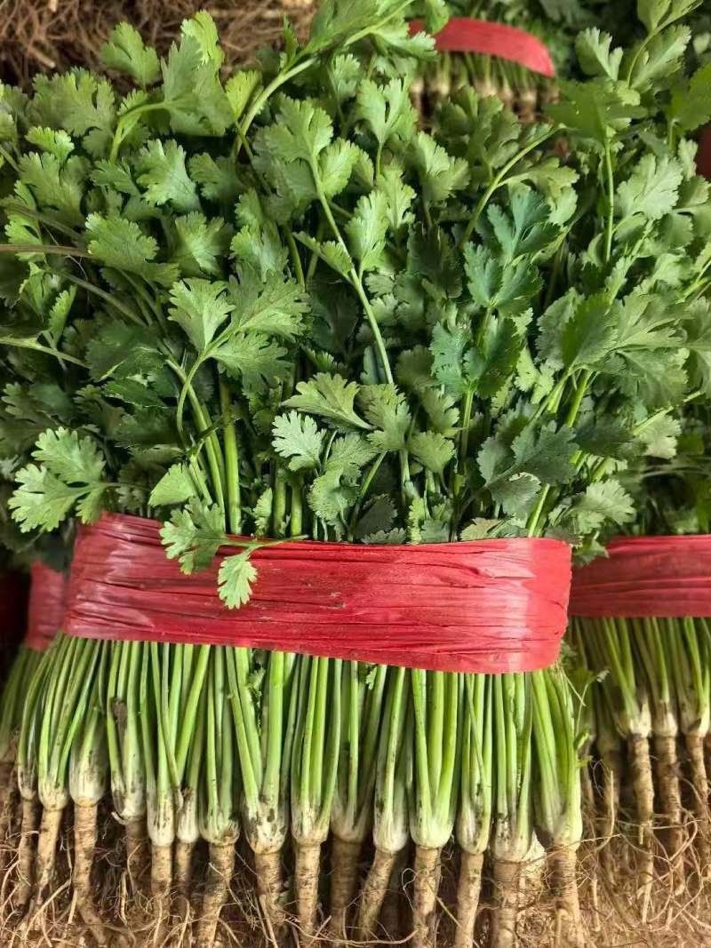 大叶香菜【山东精品香菜】支持视频看货，可发往全国市场！