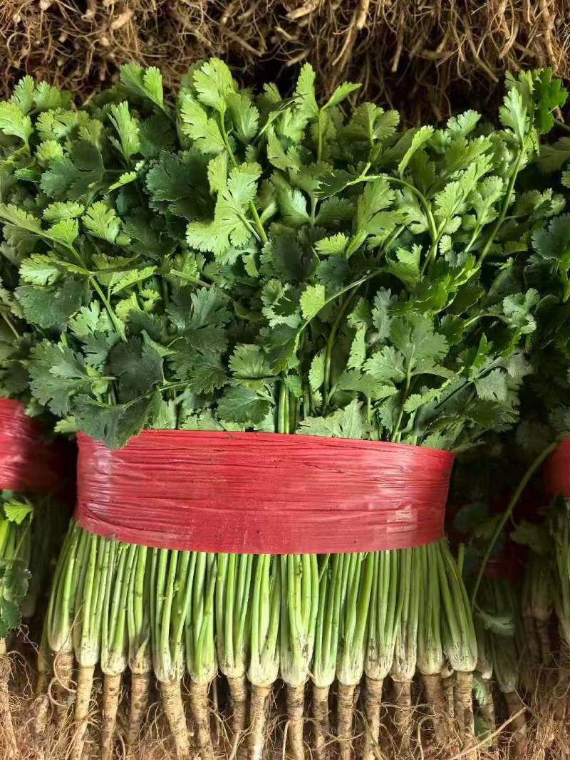 大叶香菜【山东精品香菜】支持视频看货，可发往全国市场！