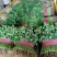 大叶香菜【山东精品香菜】支持视频看货，可发往全国市场！