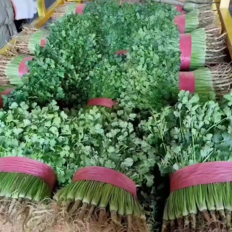 大叶香菜【山东精品香菜】支持视频看货，可发往全国市场！