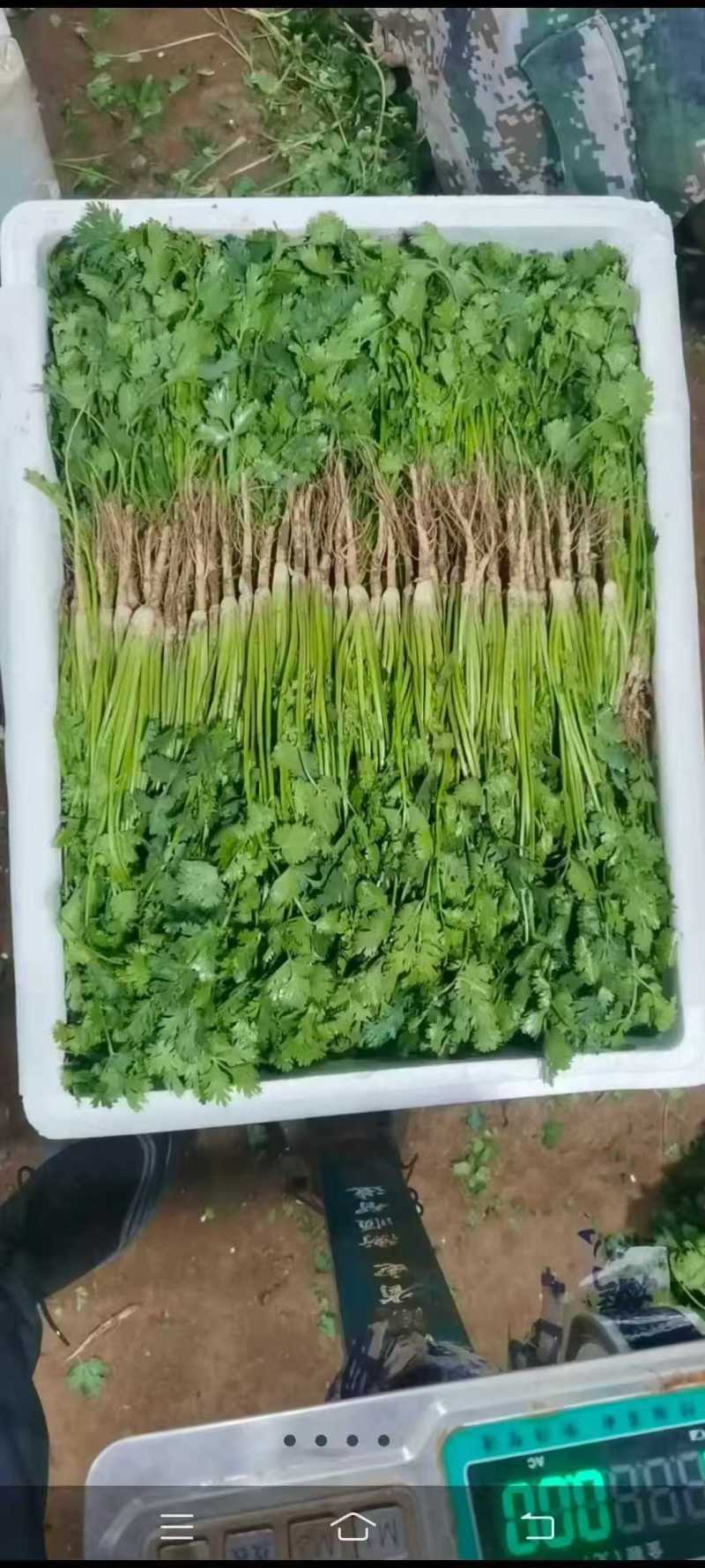 大叶香菜【山东精品香菜】支持视频看货，可发往全国市场！