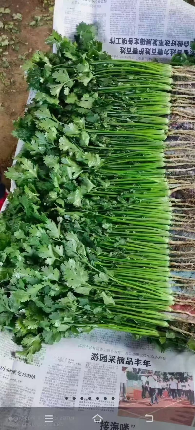 大叶香菜【山东精品香菜】支持视频看货，可发往全国市场！
