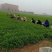 大叶香菜【山东精品香菜】支持视频看货，可发往全国市场！