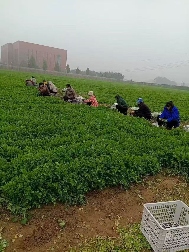 大叶香菜【山东精品香菜】支持视频看货，可发往全国市场！