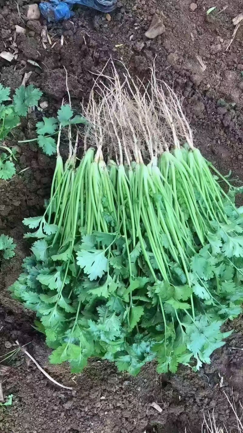 大叶香菜【山东精品香菜】支持视频看货，可发往全国市场！