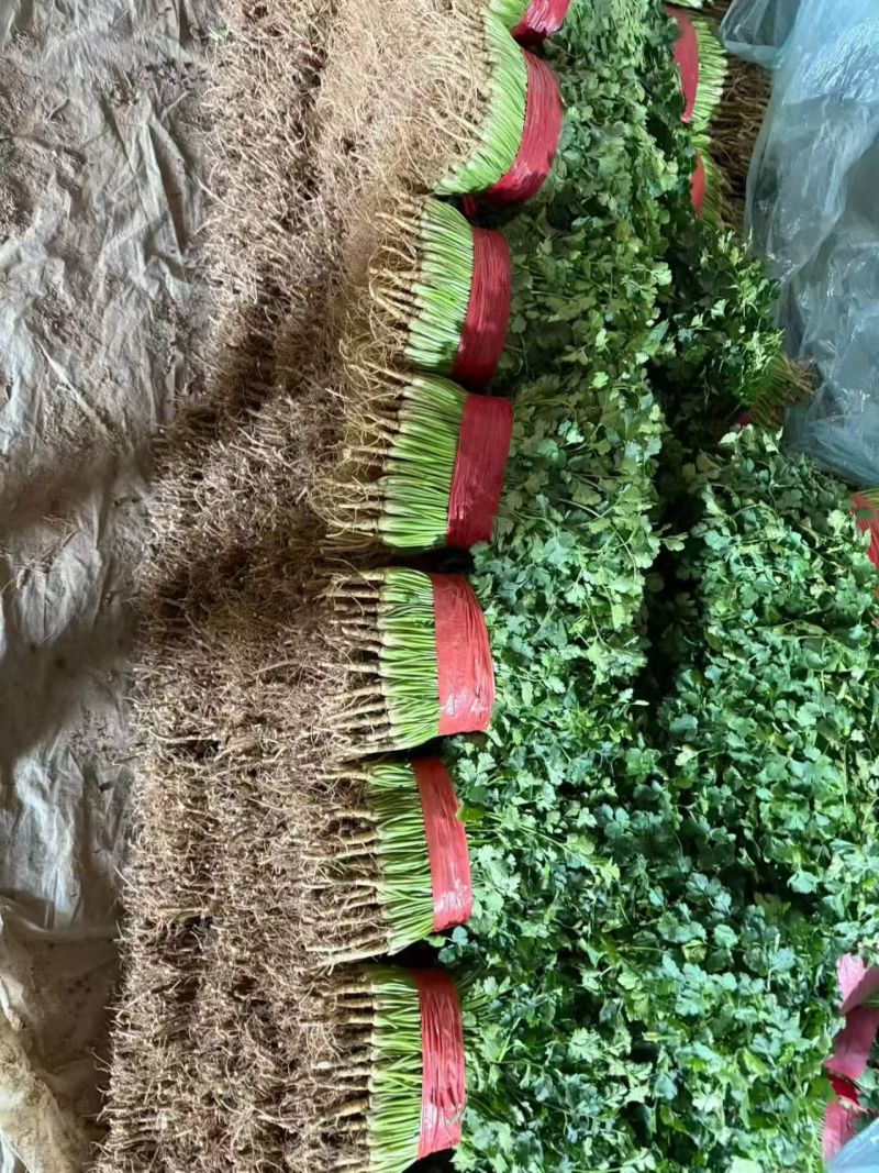 大叶香菜【山东精品香菜】支持视频看货，可发往全国市场！