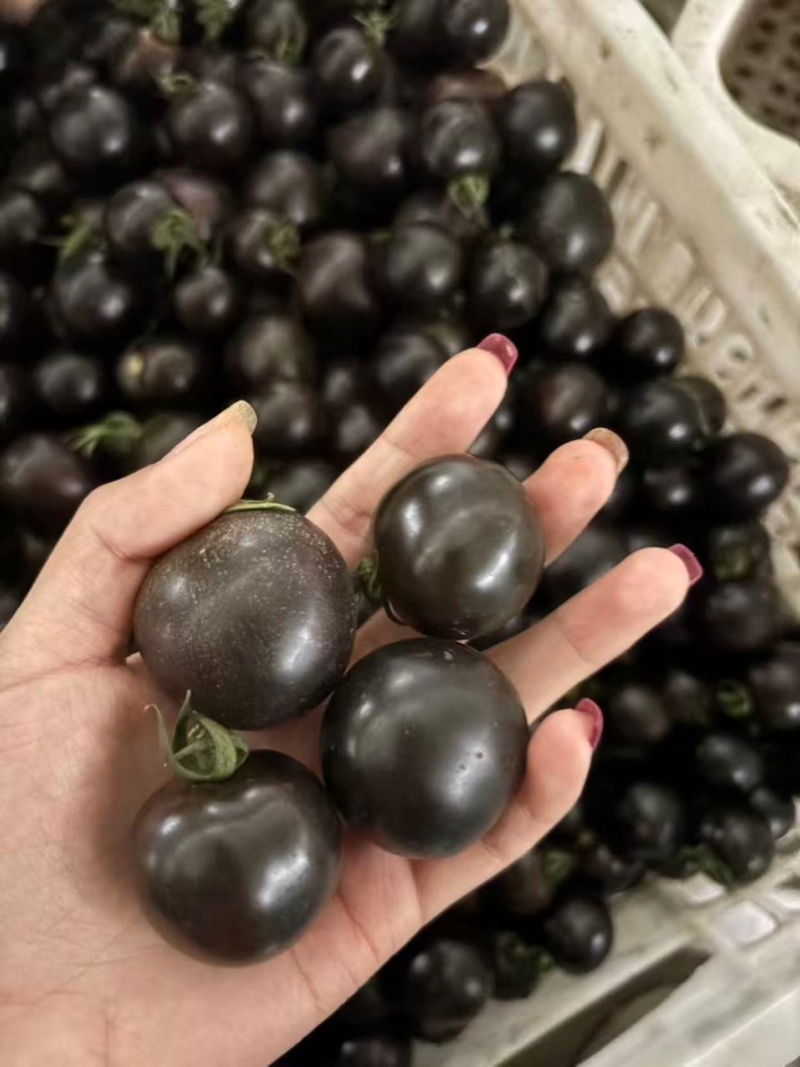 【寿光墨明珠】小番茄黑色圣女果量大从优欢迎咨询