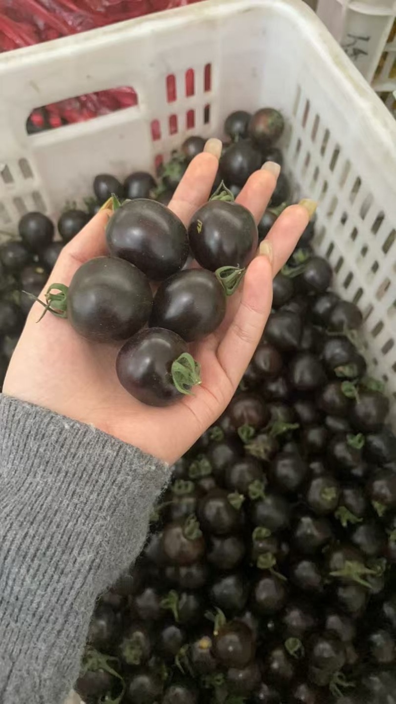 【寿光墨明珠】小番茄黑色圣女果量大从优欢迎咨询