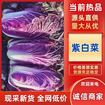 寿光紫白菜货源充足价格实惠产地直发欢迎咨询