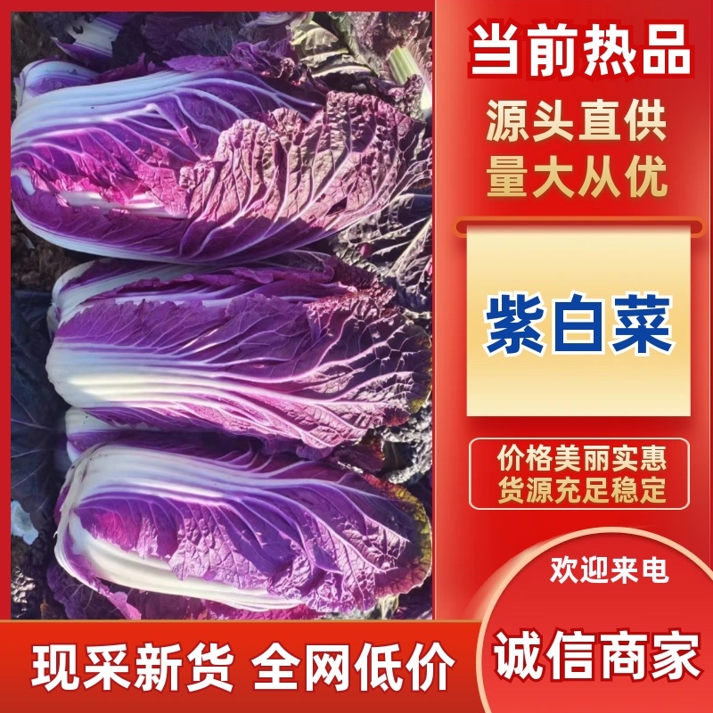寿光紫白菜货源充足价格实惠产地直发欢迎咨询