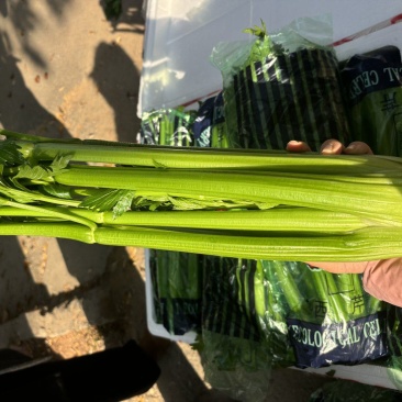 本地西芹，寿光精品西芹，优势基地，本地好芹菜