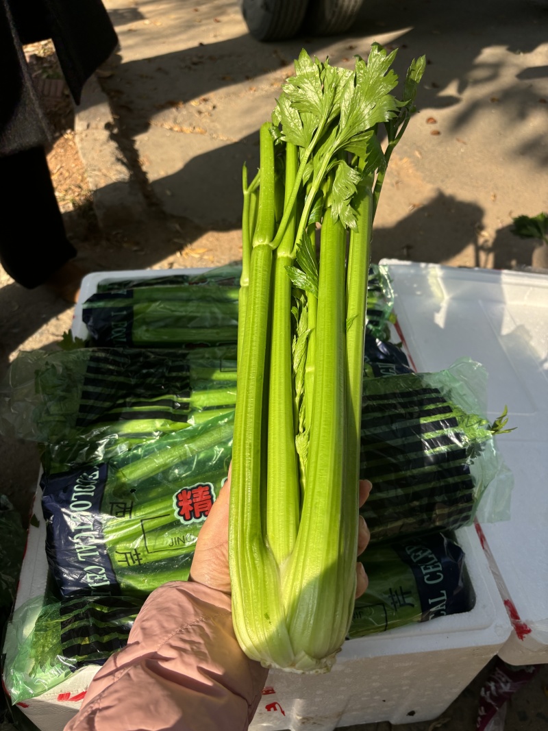 本地西芹，寿光精品西芹，优势基地，本地好芹菜