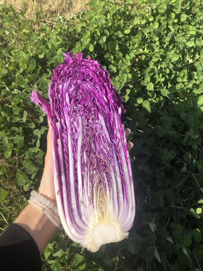 寿光紫白菜货源充足价格实惠产地直发欢迎咨询