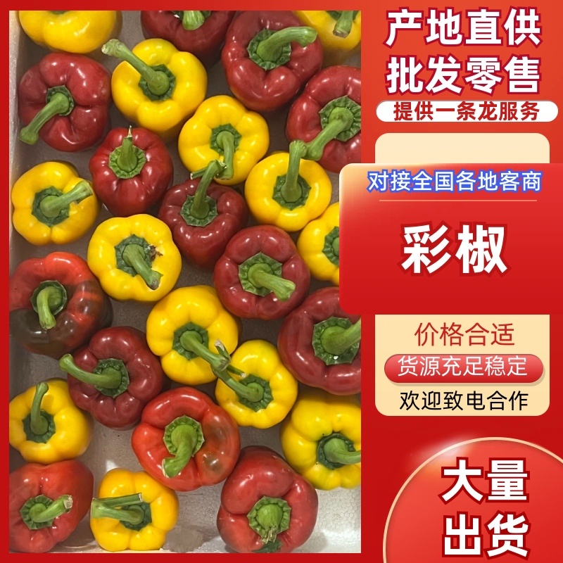 山东寿光三色甜彩椒产地直供质量保证价格合适欢迎咨询