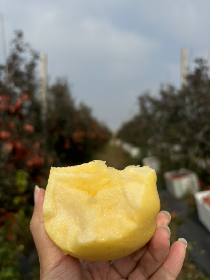 维纳斯苹果脆甜可口，价格优惠，品质保证，商超一件代发